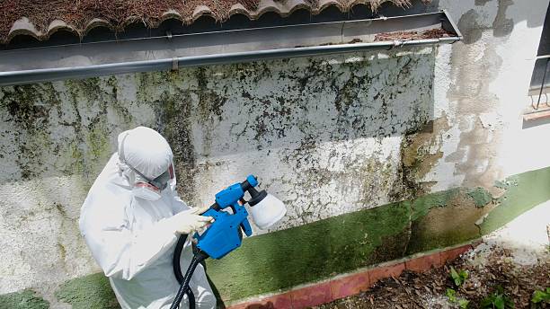 Trusted Basement Mold Remediation service in Indian Rocks Beach, FL - Cheap Mold Removal